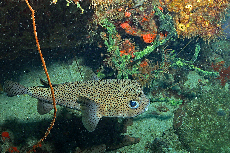 Martinique - photo n° 48