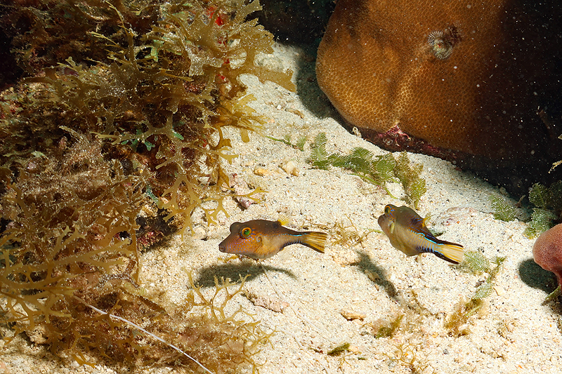 Martinique - photo n° 49