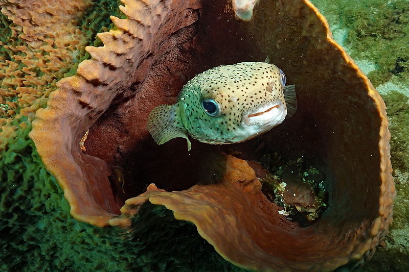 Martinique - Grand poisson porc-épic dans une éponge vase