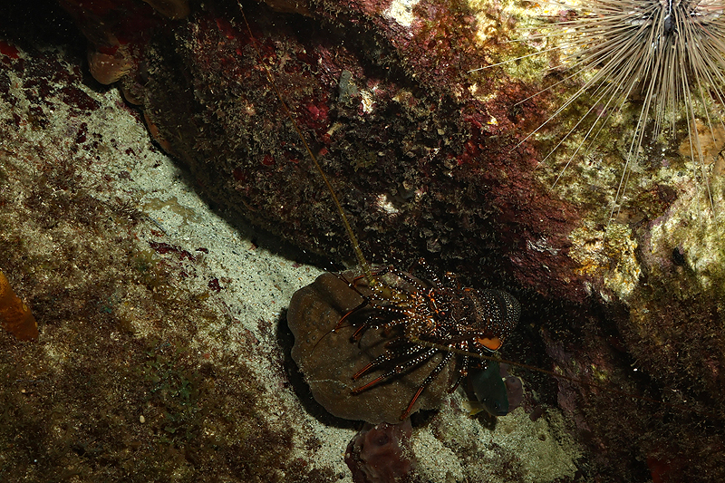 Martinique - photo n° 54