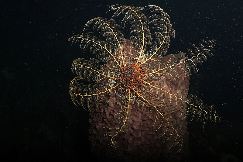 Martinique - Gorgonocéphale géant posé sur une éponge vase