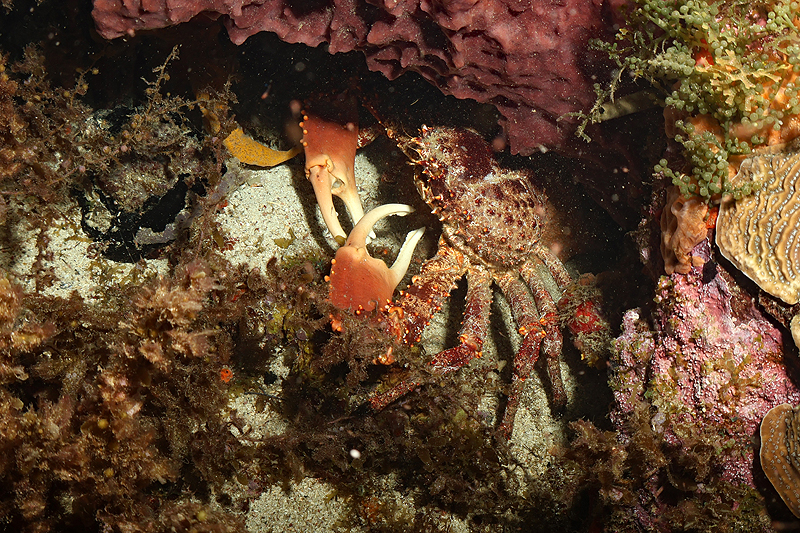 Martinique - photo n° 62