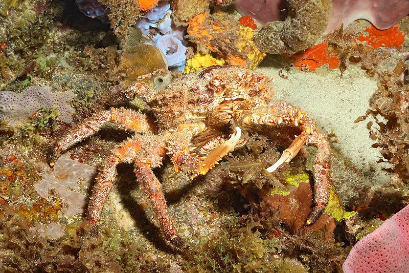 Martinique - Araignée de mer verruqueuse