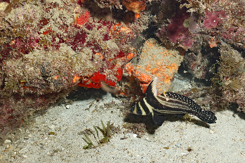 Martinique - photo n° 64