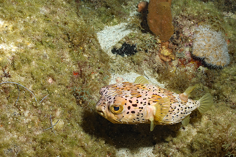 Martinique - photo n° 65