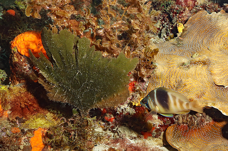 Martinique - photo n° 70