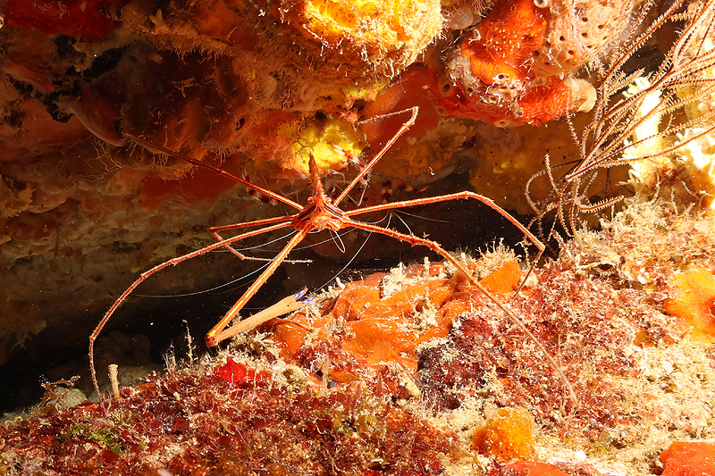 Martinique - Crabe flèche ou crabe Tour Eiffel