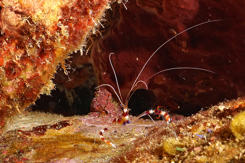 Martinique - photo n° 82