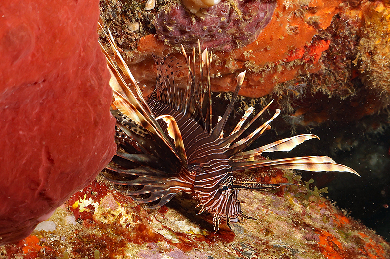 Martinique - photo n° 83