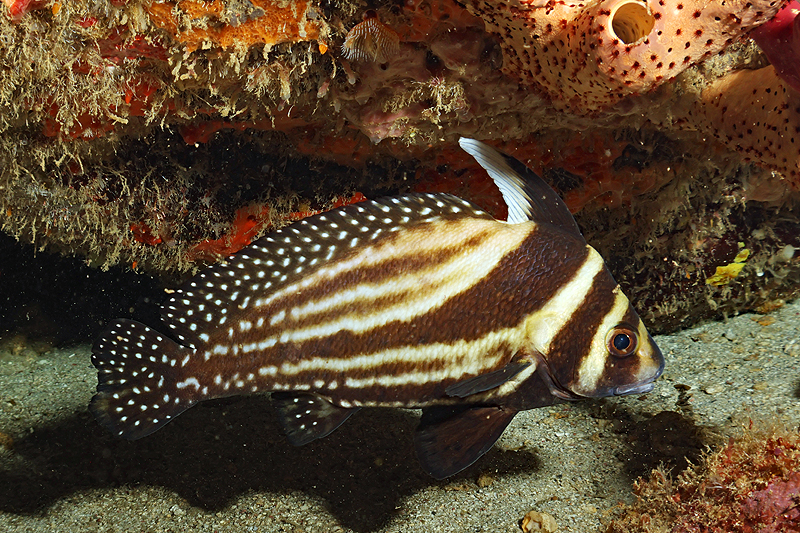 Martinique - photo n° 85