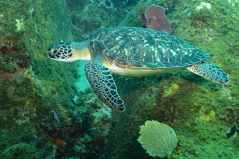 Martinique - Tortue verte