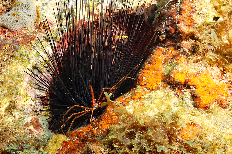 Martinique - photo n° 90