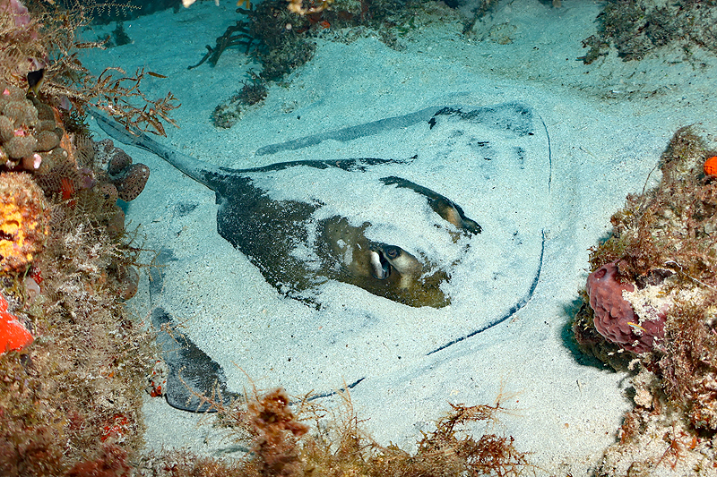 Martinique - Raie pastenague américaine