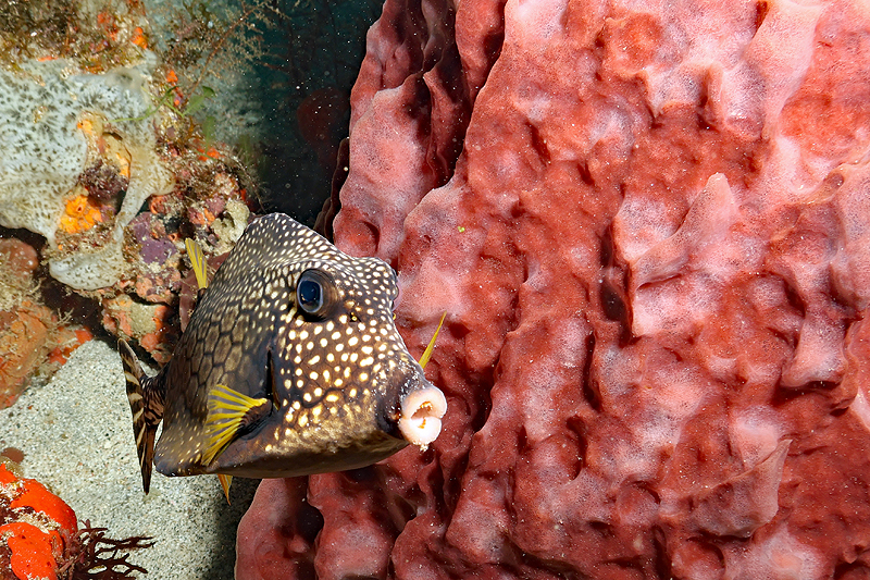 Martinique - Poisson coffre mouton