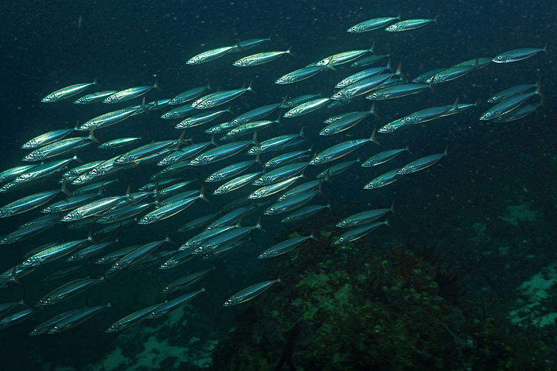 Martinique - photo n° 95