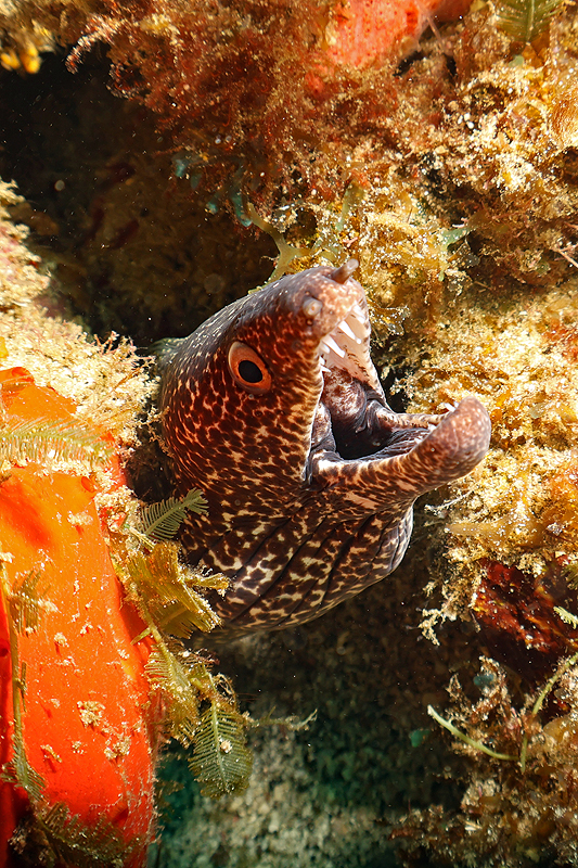 Martinique - Murène tachetée