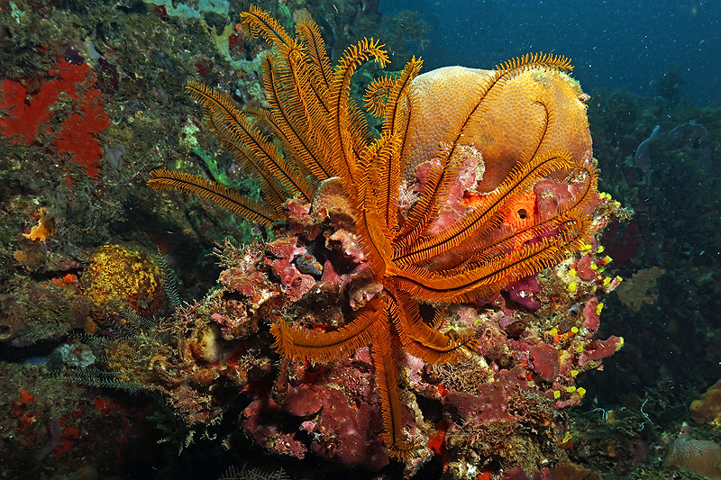 Martinique - photo n° 99