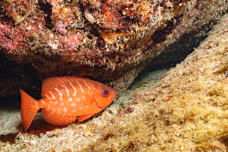 Martinique - photo n° 100