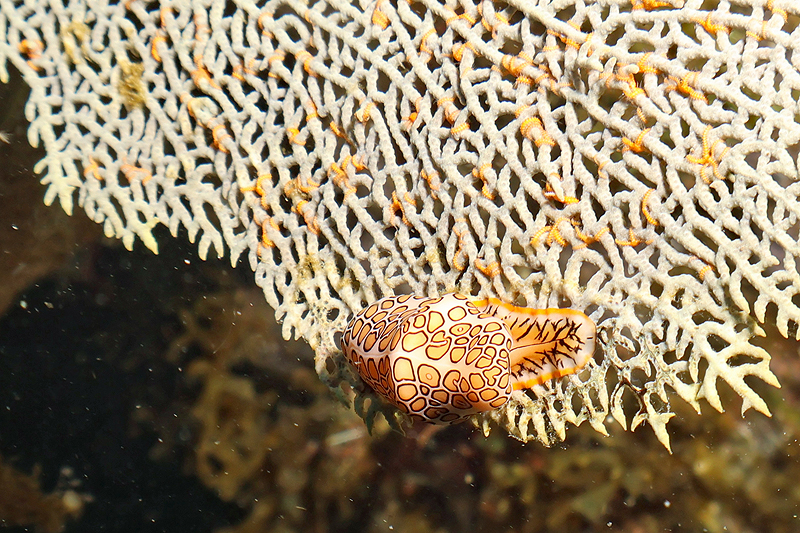 Martinique - Monnaie caraïbe à ocelles