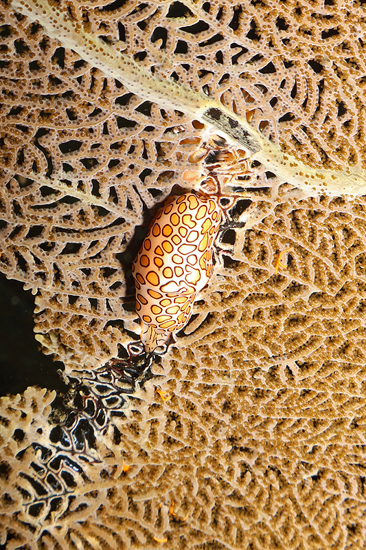 Martinique - photo n° 102