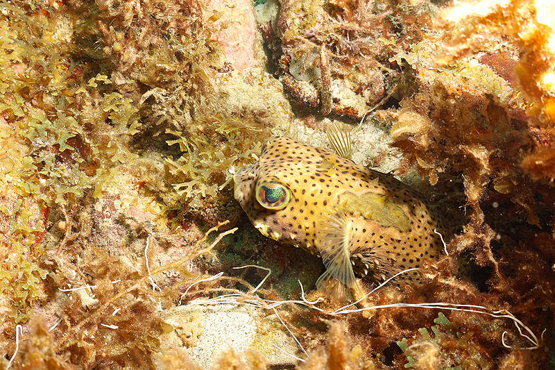 Martinique - photo n° 105