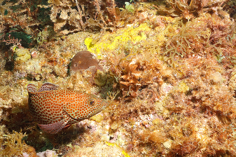 Martinique - photo n° 106