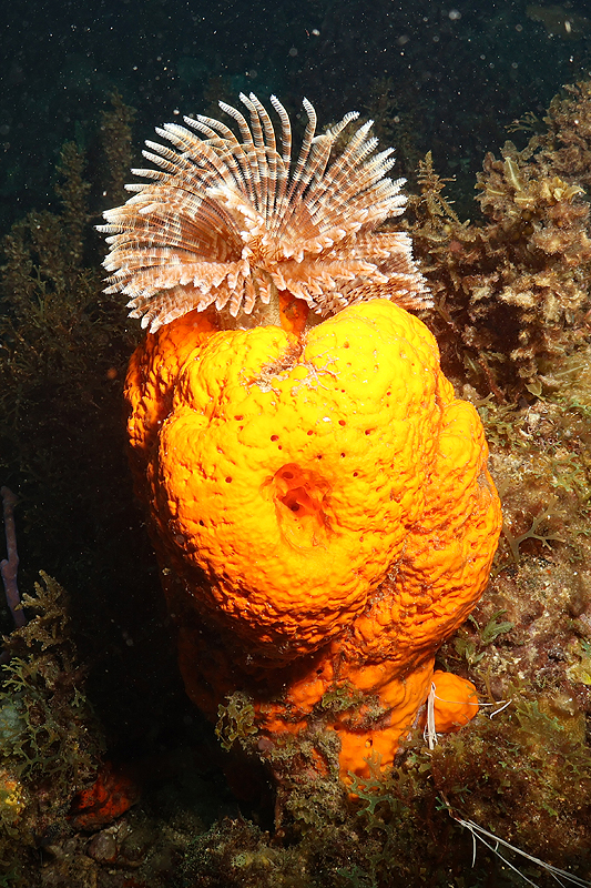 Martinique - photo n° 107