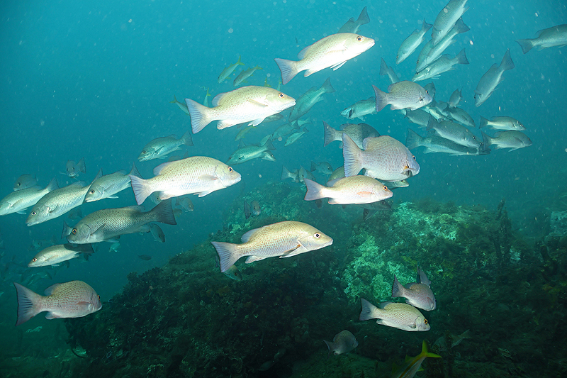 Martinique - photo n° 110