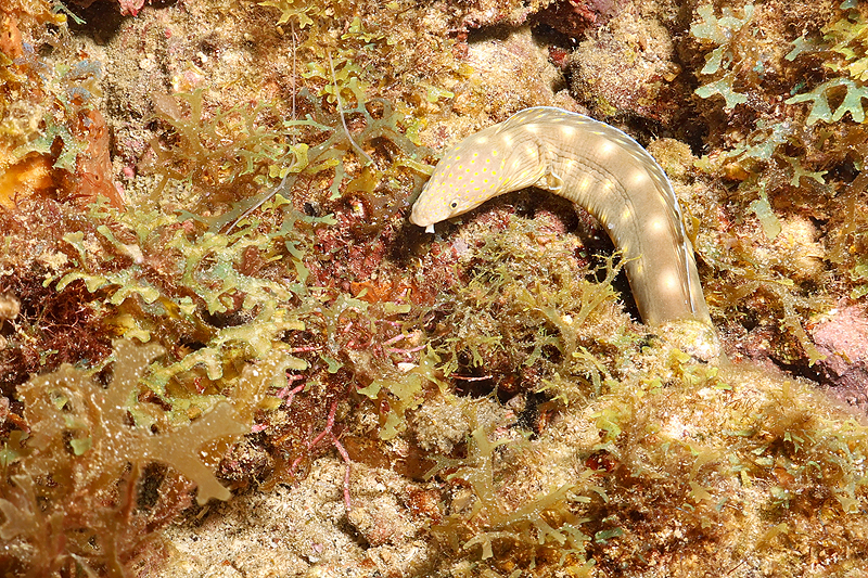 Martinique - photo n° 111