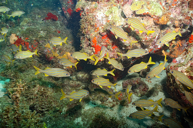 Martinique - photo n° 112