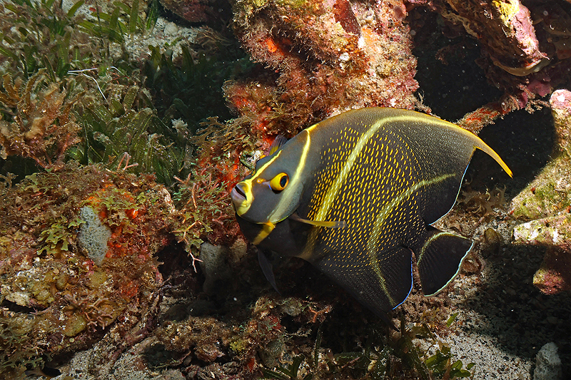 Martinique - Poisson ange français