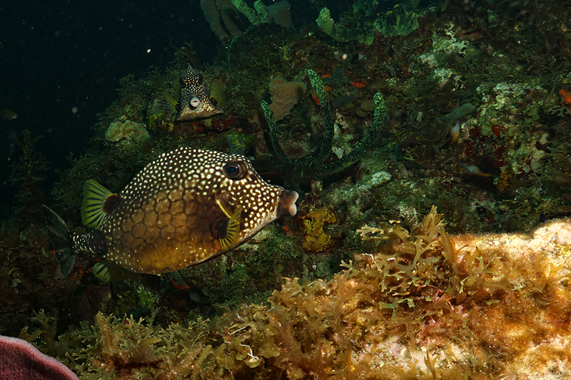 Martinique - photo n° 114