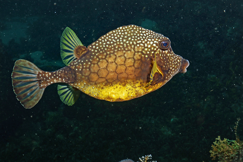 Martinique - photo n° 115