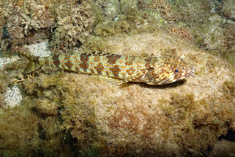 Martinique - photo n° 116