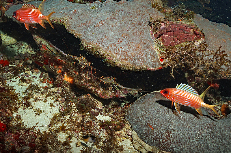 Martinique - photo n° 119
