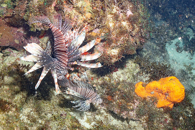 Martinique - photo n° 121