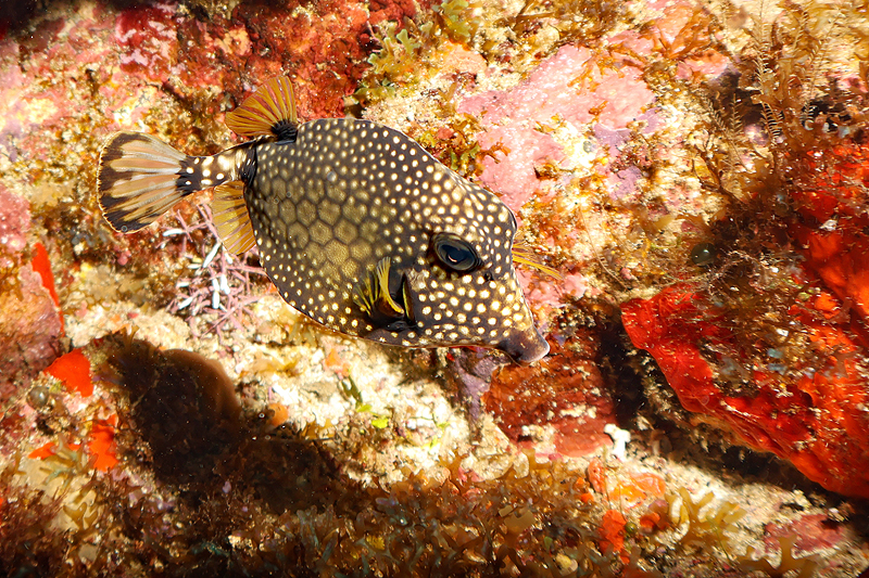 Martinique - photo n° 123