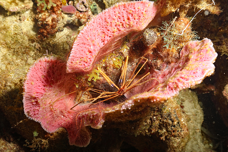 Martinique - photo n° 125