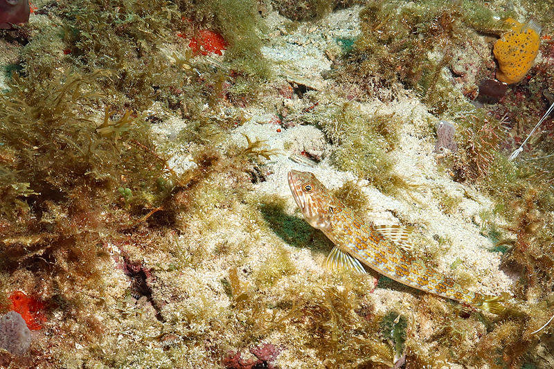 Martinique - photo n° 127