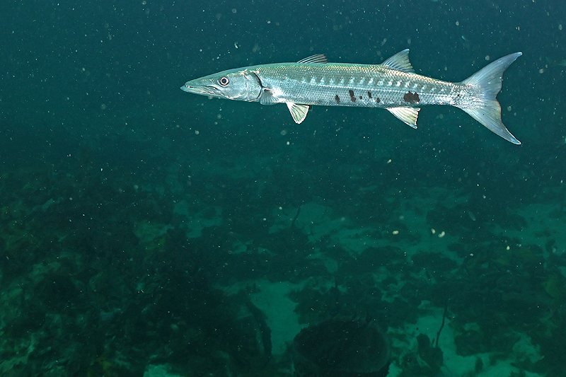 Martinique - photo n° 132