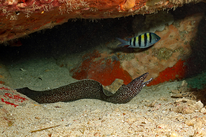 Martinique - photo n° 133