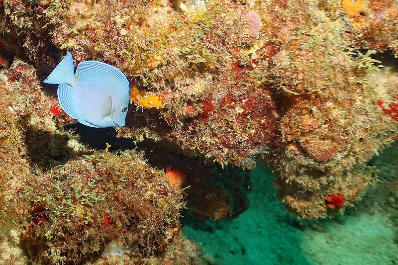 Martinique - photo n° 135