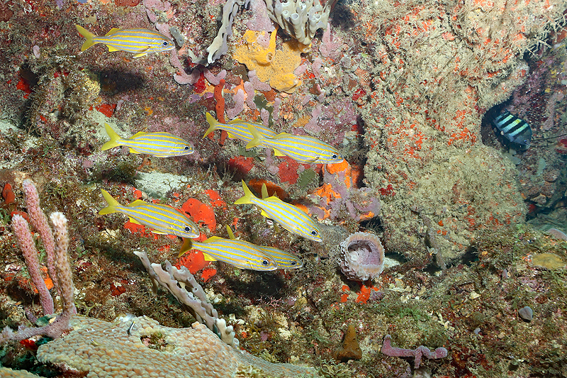 Martinique - photo n° 136