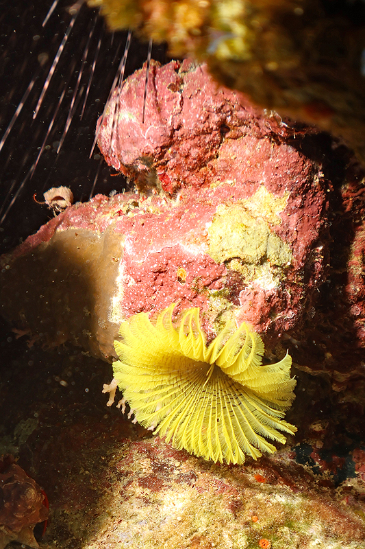 Martinique - photo n° 138