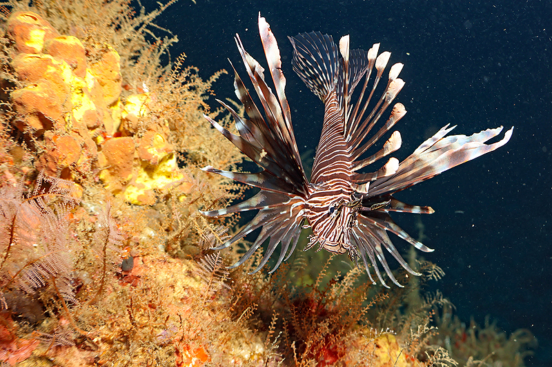 Martinique - Poisson lion