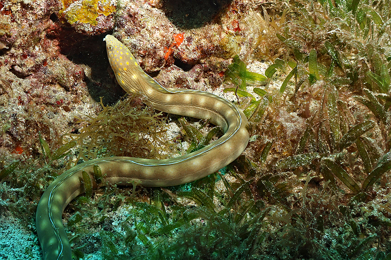 Martinique - photo n° 152