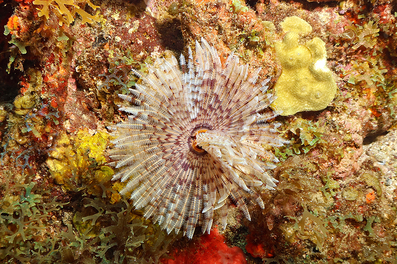 Martinique - photo n° 153