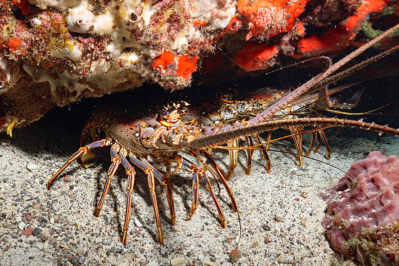Martinique - Langoustes royales