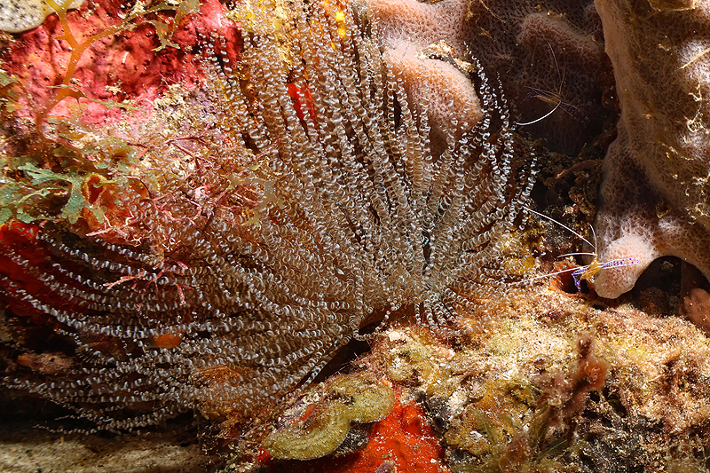 Martinique - photo n° 156