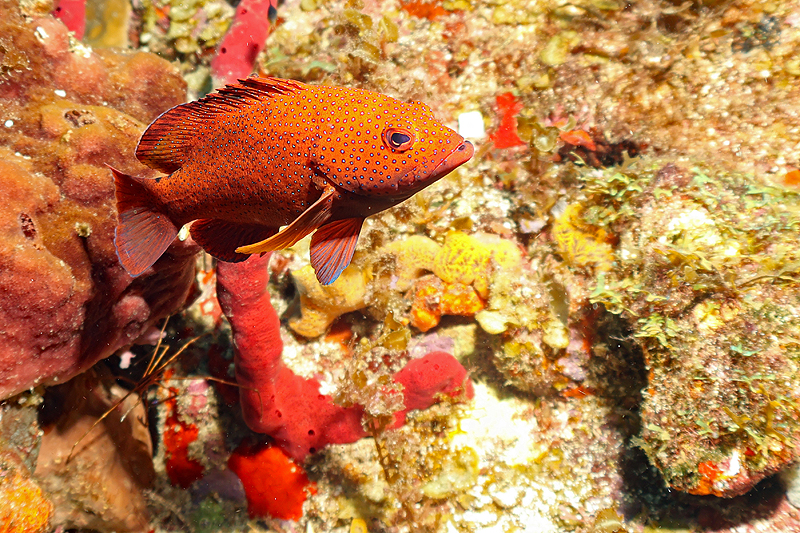 Martinique - photo n° 159